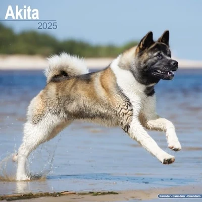 Afbeelding van Akita Kalender 2025