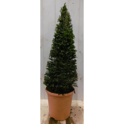 Afbeelding van Taxus 80 cm Warentuin natuurlijk