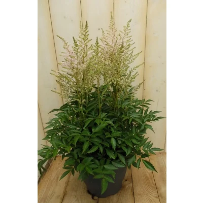 Afbeelding van Astilbe wit Warentuin natuurlijk