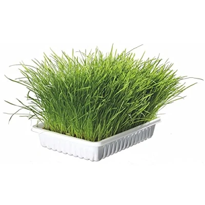 Afbeelding van Trixie Kattengras Bak 100 GR