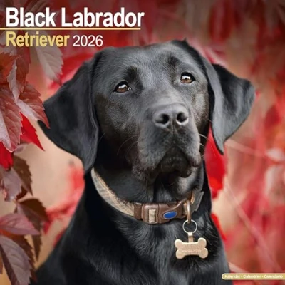 Afbeelding van Labrador Retriever Zwart Kalender 2026