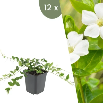 Afbeelding van Plants by Frank 12 Witte Maagdenpalm planten Vinca minor &#039;Alba&#039; Winterharde bodembedekker tuinplanten vaste meerjarig