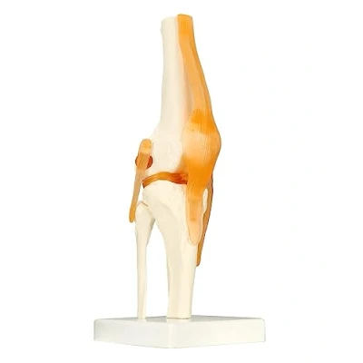 Afbeelding van QWORK® Model kniegewricht, menselijk anatomisch skelet, levensgroot (hoogte 30,5 cm)
