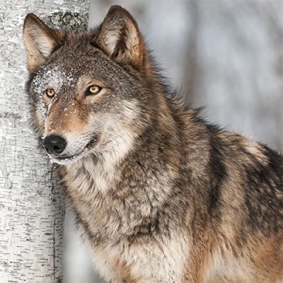Afbeelding van Servetten Wolf op berken/dieren, 33 x cm, 20 stuks