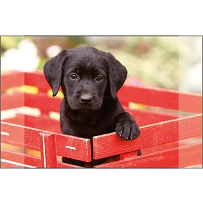Afbeelding van Kangaro Bureauonderlegger Zwarte Labrador Pup 38X58Cm
