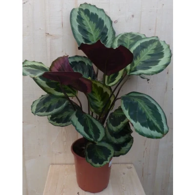 Afbeelding van Calathea Medaillon Pauwenplant donkergroen groot blad 60 cm Warentuin Natuurlijk