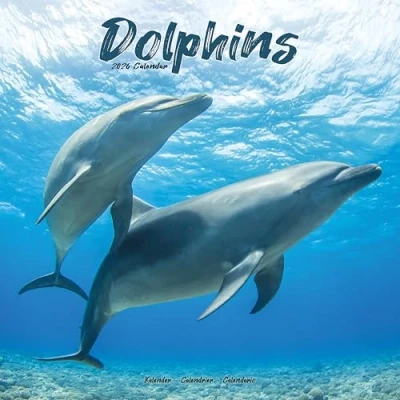 Afbeelding van Dolphins Kalender 2025 2026