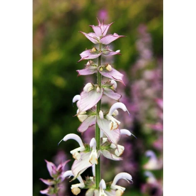 Afbeelding van Volatile Scharlei (Salvia Sclarea) 5ml