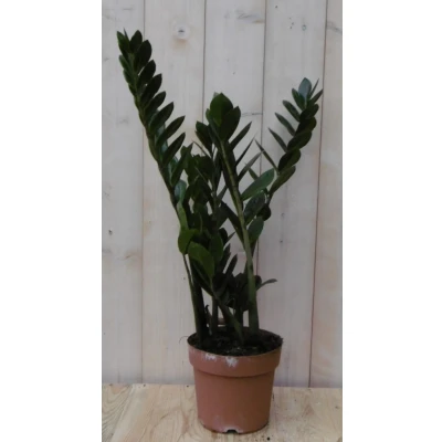 Afbeelding van Kamerplant Zamioculcas 60 cm Warentuin Natuurlijk