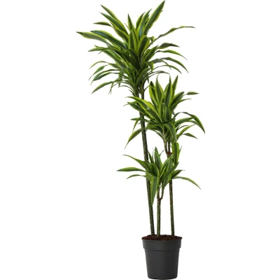 Afbeelding van Dracaena fragrans Deremensis Lemon Lime Pot 24cm Hoogte 130 140cm P24