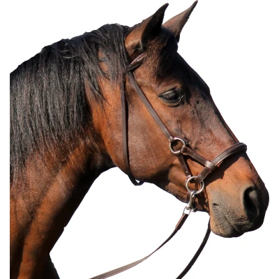 Image de F.R.A. Bridon sans Mors Pardoes Side Pull Marron Full