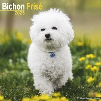Afbeelding van Bichon Frise Kalender 2025