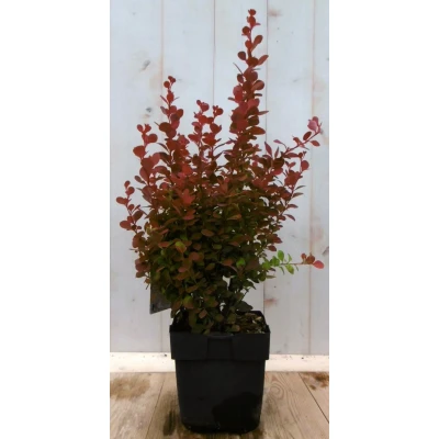 Afbeelding van Berberis rood 40 cm Warentuin Natuurlijk