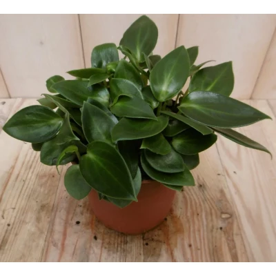 Afbeelding van 2 stuks! Kamerplant Sicilie Silhouette Peperomia Smaragd Warentuin Natuurlijk