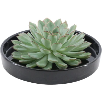 Afbeelding van Echte Succulent groen in zwarte keramiek schaal Ø12 14 cm ↕5 1x Echeveria Pulidonis vetplant