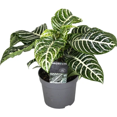 Afbeelding van Aphelandra Zebraplant Pot 13cm Hoogte 25 45cm P13