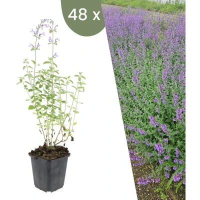 Afbeelding van Plants by Frank 48 kattenkruid planten Nepeta &#039;Walker&#039;s Low&#039; Winterharde bodembedekker tuinplanten vaste meerjarig