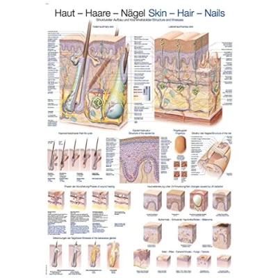 Afbeelding van Het menselijk lichaam anatomie poster huid, haar en nagels (papier, 50x70 cm) + ophangsysteem