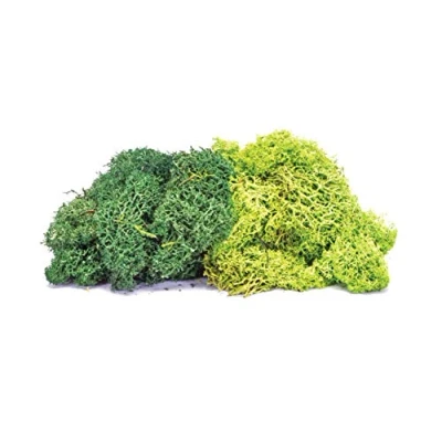 Afbeelding van Korstmos Grote groene mix