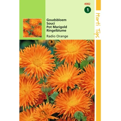 Afbeelding van Calendula Officinalis Cactusbl. Radio Oranje Hortitops