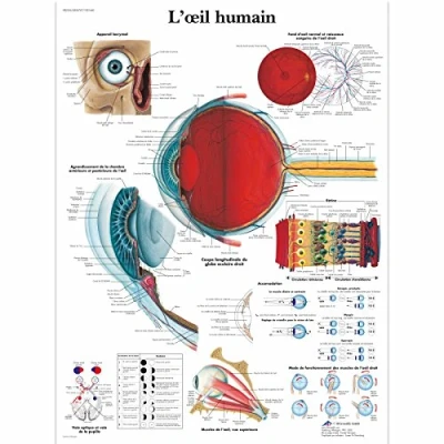 Afbeelding van 3B Scientific VR2226L Anatomisch model menselijk oog