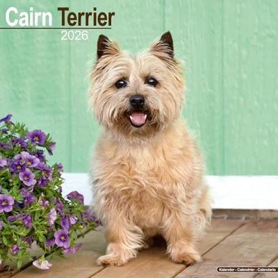 Afbeelding van Cairn Terrier Kalender 2026