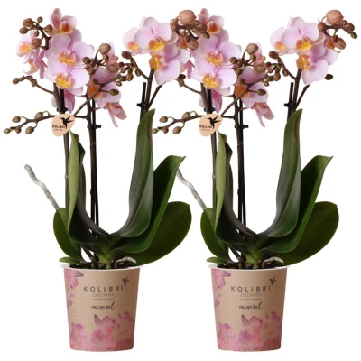 Afbeelding van COMBI DEAL White orchids Andorra Ø9cm