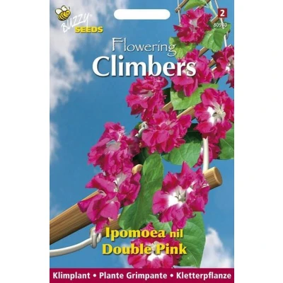 Afbeelding van Flowering climbers ipomoea dubbel rose Buzzy