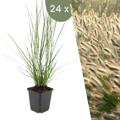 Afbeelding van Plants by Frank 24 Lampenpoetsergras planten Pennisetum alopecuroides &#039;Hameln&#039; Winterharde bodembedekker tuinplanten Siergrassen vaste meerjarig