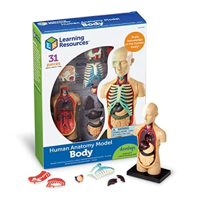 Image de LEARNING RESOURCES MODÈLE DE CORPS HUMAIN LANGUE: ANGLAIS