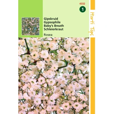 Afbeelding van Gypsophila Elegans Diep Rose Hortitops