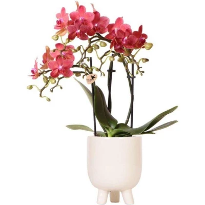 Afbeelding van Red orchid Congo + Gummy travertine Ø9cm