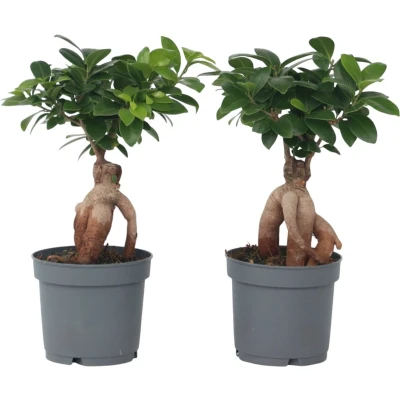 Afbeelding van Ficus Ginseng Japanse Bonsai Set van 2 Pot 12cm Hoogte 30 40cm P12 x2