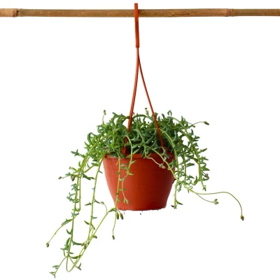 Afbeelding van Senecio Peregrinus Dolfijnenplant Pot 12cm Hoogte 10 20cm Hang Dolphin P12