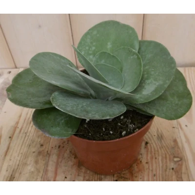 Afbeelding van 2 stuks! Kamerplant Kalanchoe thyrsiflora Warentuin Natuurlijk
