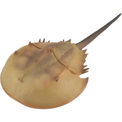 Afbeelding van Collecta Speeldier Prehistorie Degenkrab 15 Cm Abs Bruin