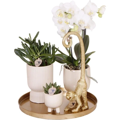 Afbeelding van Gift set Luxury Living