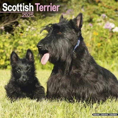 Afbeelding van Schotse Terrier Kalender 2025