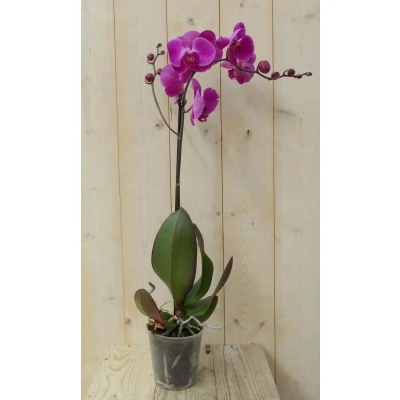Afbeelding van Vlinderorchidee Luxe Tak roze 80 cm Warentuin Natuurlijk