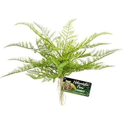Afbeelding van Zoo Med Lace Fern