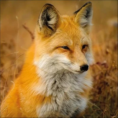 Afbeelding van 1 Pakje papieren lunch servetten Fox