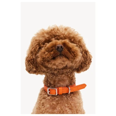 Afbeelding van Dogguo Heart Collar Hondenhalsband Oranje