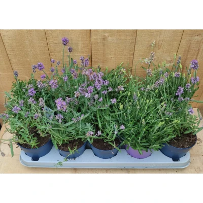 Afbeelding van Lavendel Hidcote 10 potjes per tray kleur paars Warentuin natuurlijk