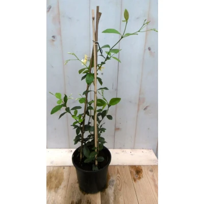 Afbeelding van Sterjasmijn geurende kuipplant 40 cm Warentuin natuurlijk