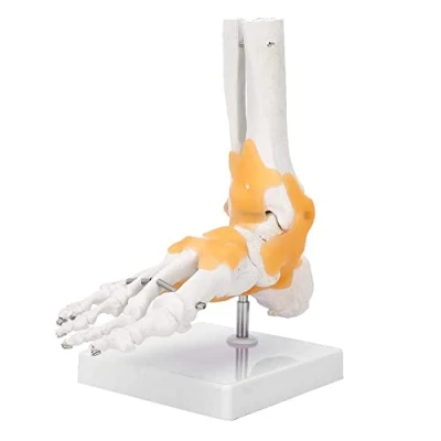Afbeelding van Voetskelet model, volwassen menselijk skelet ligament voet enkelgewricht anatomisch model