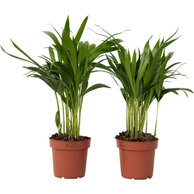 Afbeelding van Dypsis Lutescens Set van 2 Areca Goudpalm Pot 12cm Hoogte 30 45cm small P12 x2