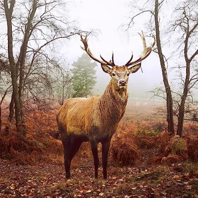 Afbeelding van 1 Pakje papieren lunch servetten Deer at dusk Rendier Herfst