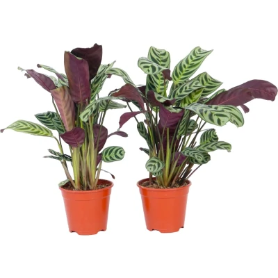 Afbeelding van Ctenanthe &#039;gebedsplant&#039; Set van 2 Burle marxii Pot 12cm Hoogte 25 40cm P12 x2