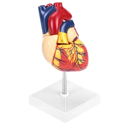 Afbeelding van QWORK® Wetenschappelijk model van menselijk hart voor anatomie, levensgrote hartmodellen in 2 delen met 34 anatomische markers en pvc basis schoollessen