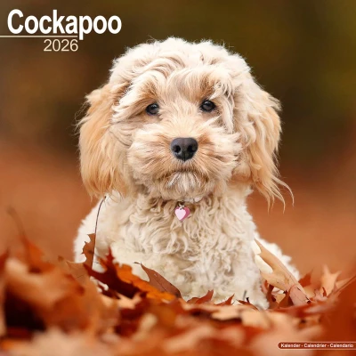 Afbeelding van Cockapoo Kalender 2026